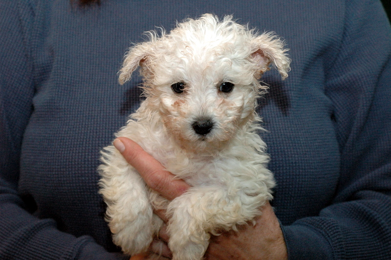 Puppies for Sale Tustin, Michigan